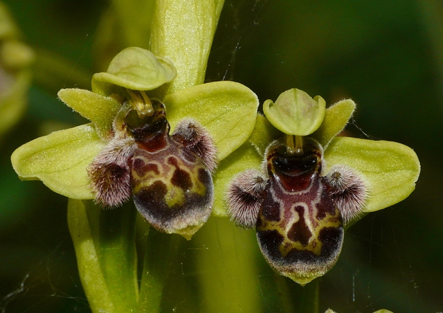 Le orchidee degli Dei: 8 giorni nel Peloponneso, marzo 2014.